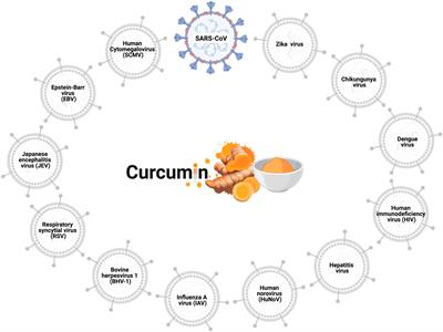 Curcumin as a Potential Treatment for COVID-19